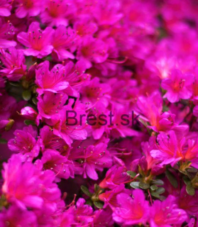 Rhododendron Amoenum